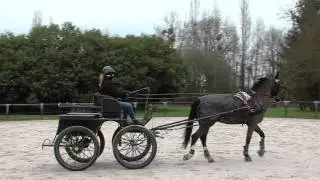 Vacances : apprenez la conduite d'attelage aux haras des Bréviaires