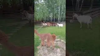 Альпака атакуют