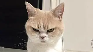 Jealous Cats - Cute & Funny Cat Videos Compilation