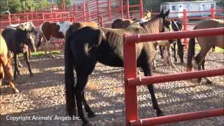 BLM horses unloading at Mexican slaughter plant