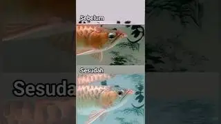Oprasi Mata Ikan Arwana Drop eye #viral #viralvideo #shortvideo #syamarwana