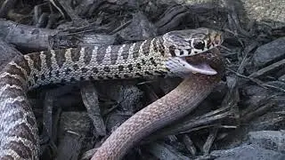 Snake Eat Snake Part 1 Cobras Vs Mamba, Python Vs King Cobra, Snakes eating other snakes