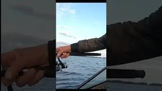 Че за крокодил? Онежское озеро. #рыбалкавкарелии