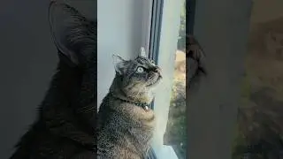 Жить в кайф! Пример берём с кота 😁