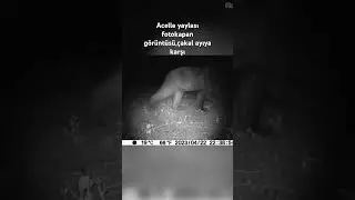 Acelle yaylası fotokapan görüntüsü,sakarya ayı görüntüsü#fotokapan #ayıvideoları #bozayı