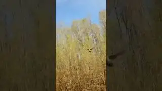 #hunting