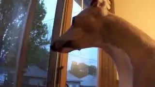 Talking Italian Greyhound
