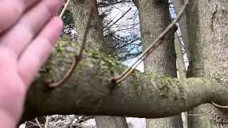 Trees are starting to bud…. In February