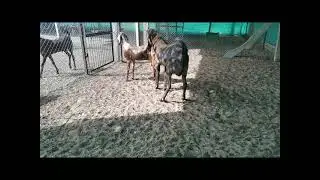 sirohi male and sirohi female matting / Goat matting/ crossing at Farm....9799344935