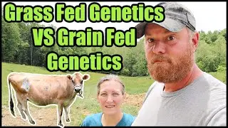 Grass Fed Genetics VS Grain Fed Genetics