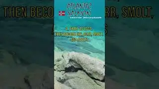 🐠 Atlantic Salmon Sleeping on the River Bed