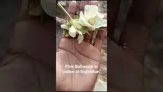 Pink Bollworm In cotton Crop at Rajasthan #pink #pinkbollworm