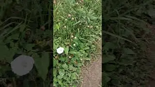 Интересно, как называются эти цветы?