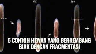 Contoh Hewan yang Berkembang Biak dengan Fragmentasi