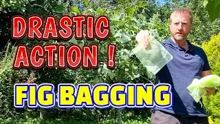Protect Your Fruit from Birds NOW! 🐦 | Easy Gardening Hack + Allotment Update 