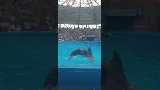 дельфинарий, СОЧИ-ПАРК 2024