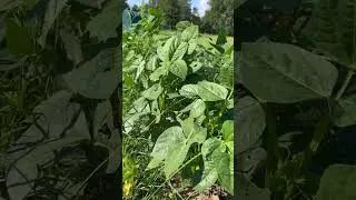 Cowpeas = My Favorite Summer Cover Crop