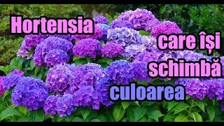 Hortensia care isi schimba culoarea - ingrijirea #ingrijireaflorilor