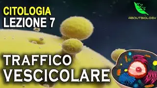 Il TRAFFICO VESCICOLARE -Citologia Lezione 7