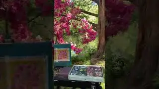 Painting Azaleas at Auburn Lake