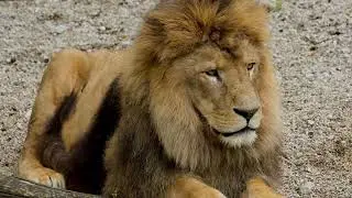 angry loin