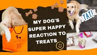 My dog's HILARIOUS reaction to a Bag of treats 🐶🎉 😀@EmmatheGR#funny  #goldenretiever #doglover