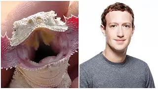The Bored Game - Mark Zuckerberg or Cheek Lizard Parareptile
