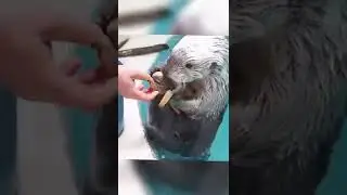 What kind of sweetness |  funny animals | #petvideos  #funnyanimalvideos