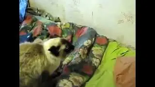 Не обижайте котика