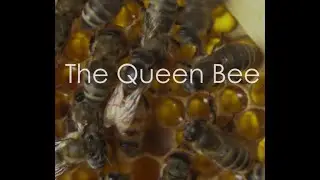 Inside Of The Bee's Hive -VIDEO