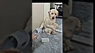IBU ANJING LINDUNG ANAK BUKTI HAIWAN ADA PERASAAN