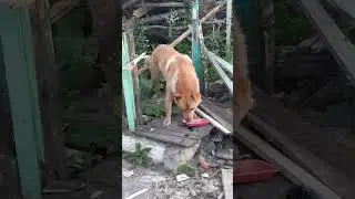 Встретил пёсика ❤️ 
