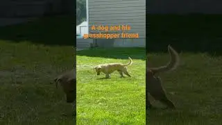 Our dog playing with a grasshopper