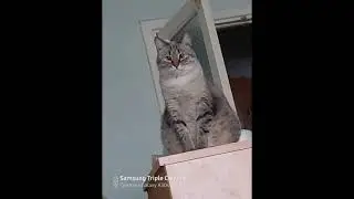 Красота северного Урала #2 (и милые мордашки :3)
