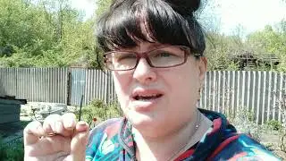 Как вытащить клеща за 3 минуты)) 03.05.20