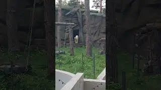 Белых медведиц Белку и Стрелку отселили от мамы Герды в новый вольер. Новосибирский зоопарк