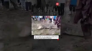 Crocodiles enter people's homes in Gujarat following heavy rains