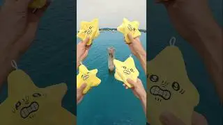 Give The Shark A Starfish ⭐️ Pt 4