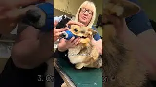 Times My Corgi has been a Patient, Good Boy