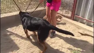 Milo-6 und Litvi
