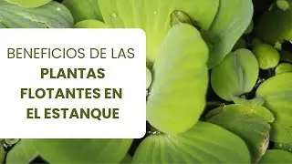 La magia de poblar tu acuario con plantas subacuáticas y flotantes