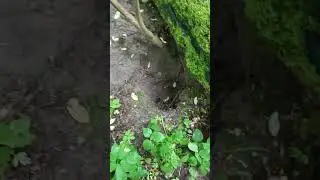 хата борсука