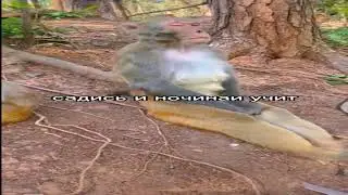 Максим привет это степина мама , это что значит пупсек