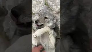WOLF LOVE “Börü” 