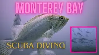 10 Diving Monterey Bay