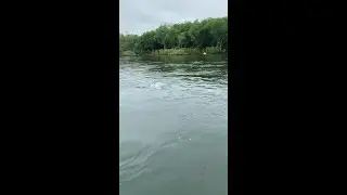Рыбалка на Сахалине. Чавыча сорвалась
