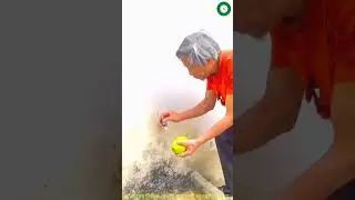 ফল ভালো পানিতে ধুয়ে খেতে হয়🍏🍎The fruit should be washed in good water and eaten @ptvmedia #shorts