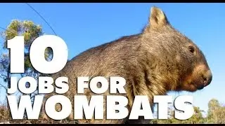 10 Jobs For Wombats