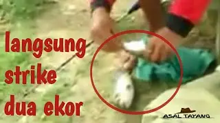 Dikira strike BABON.... TERNYATA...!!!! NYANGKUT LANGSUNG DUA EKOR.