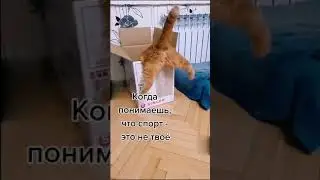Когда понял что спорт это не твое | Кот и спорт | 